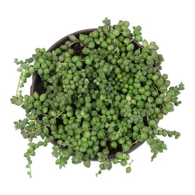 Altman Plants Low-water indoor plant ideal for easy-care home or office greenery.