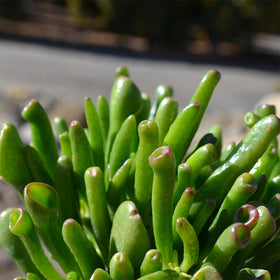 Altman Plants office desk succulents arrangement, ideal for living rooms and workspaces