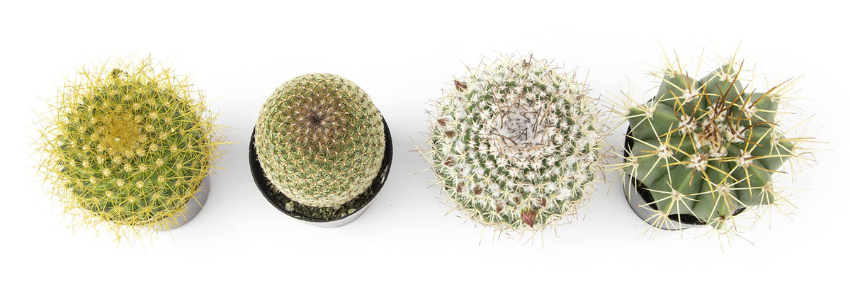 Altman Plants outdoor cactus pack adds desert charm to patios