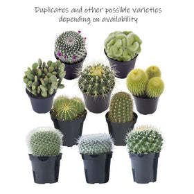 Altman Plants packaged with care to protect delicate spines during transit.