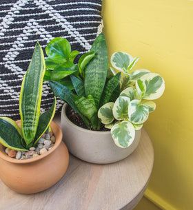 Altman Plants philodendron and syngonium display vibrant foliage for modern interiors