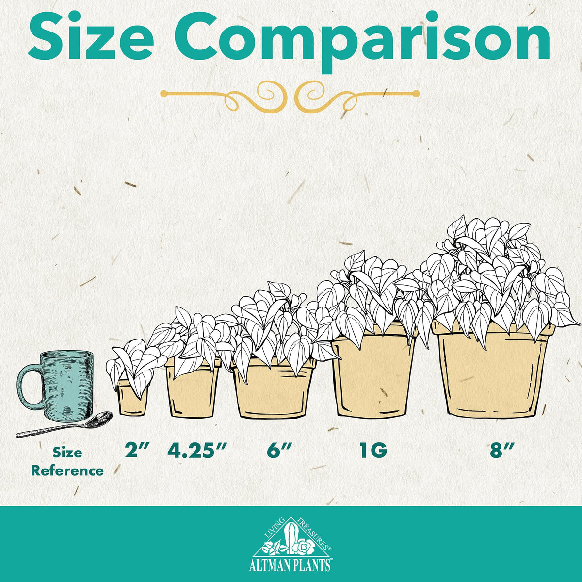 Altman Plants pothos in potting soil highlight lush trailing growth for spaces