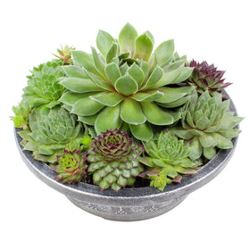 Altman Plants Sempervivum 8inch pot with rosettes, low-maintenance decor