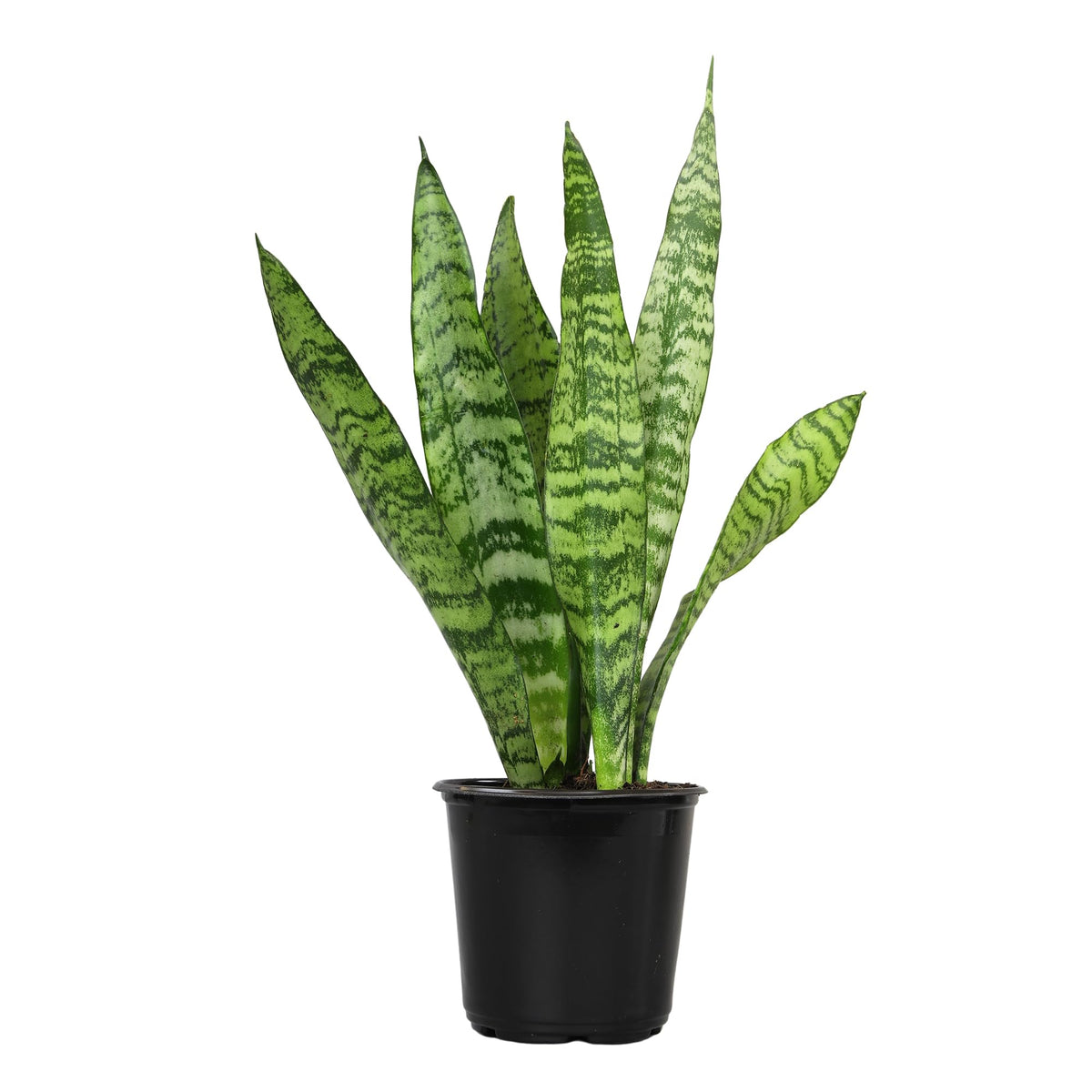 Altman Plants snake plant on a desk adds natural style.