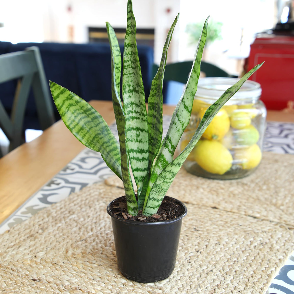 Altman Plants snake plant in a 4-inch pot ready to display or repot.