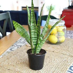 Altman Plants snake plant in a 4-inch pot ready to display or repot.