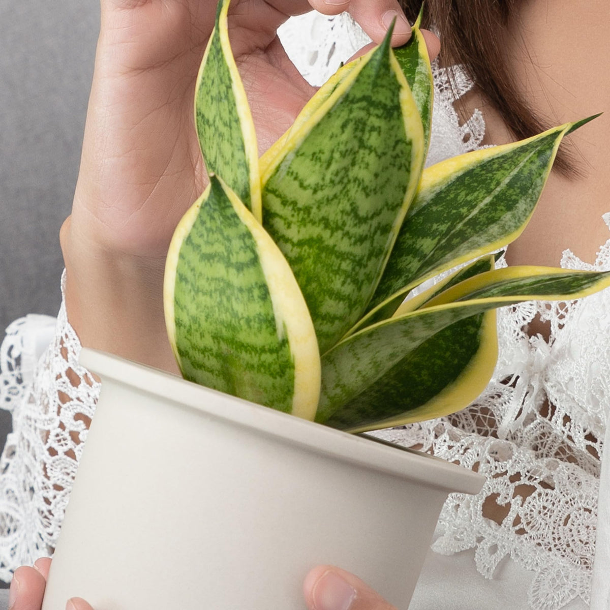 Altman Plants Snake Plant Superba ideal for bedrooms and offices.
