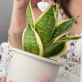 Altman Plants Snake Plant Superba ideal for bedrooms and offices.