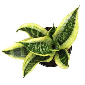 Altman Plants Snake Plant Superba in 4.25 in pot ready for instant placement.