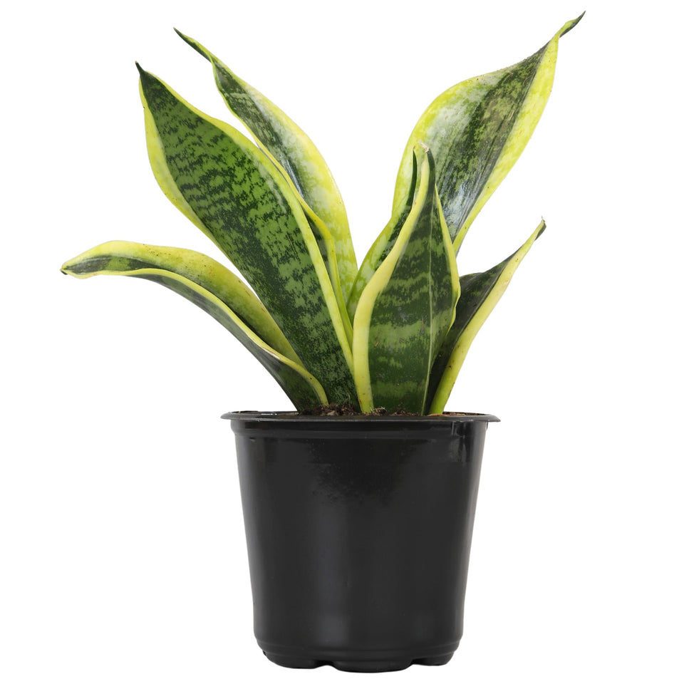 Altman Plants Snake Plant Superba leaves with golden margins adds a stylish focal point to any room.