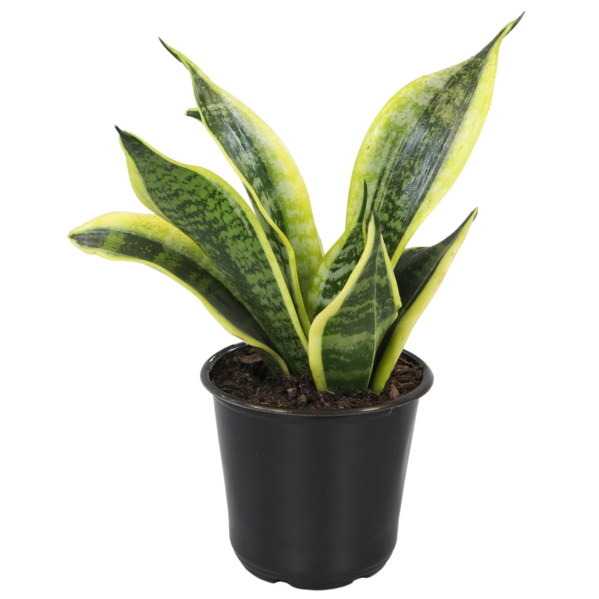 Altman Plants Snake Plant Superba thrives in low light with minimal watering.