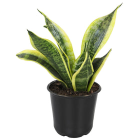 Altman Plants Snake Plant Superba thrives in low light with minimal watering.