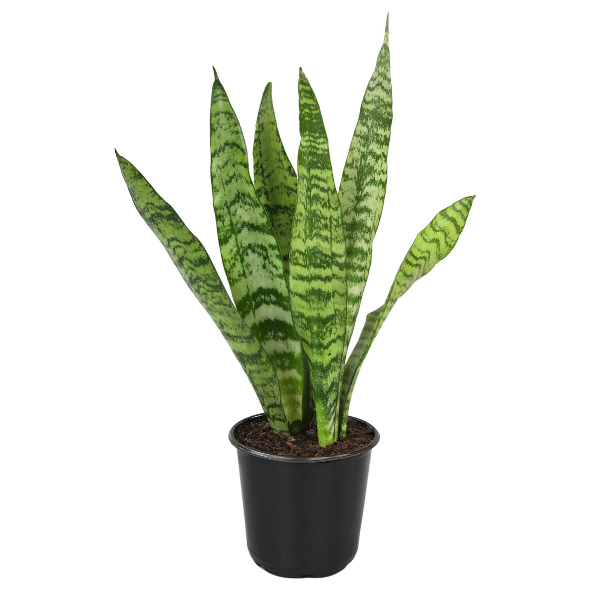 Altman Plants snake plant Zeylanica leaves with deep green stripes for low-light spaces.