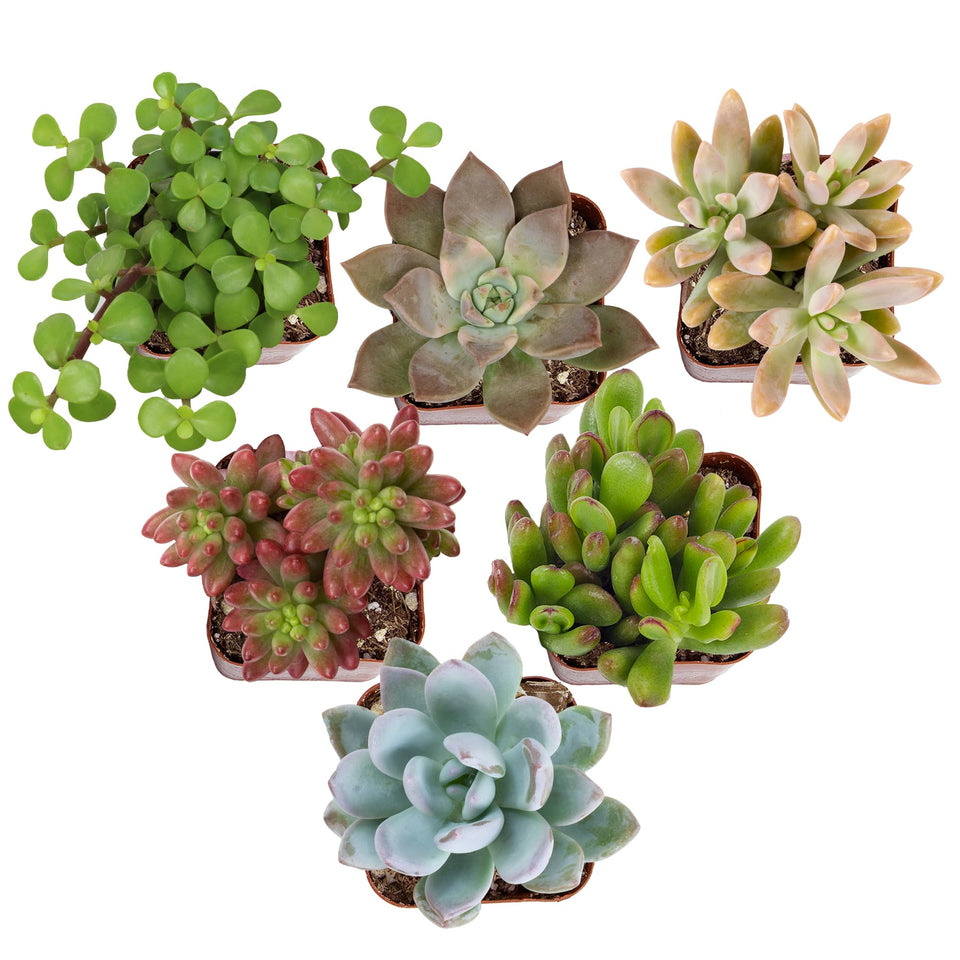Altman Plants specialty live succulent 6-pack in 2-inch pots for easy indoor decor.
