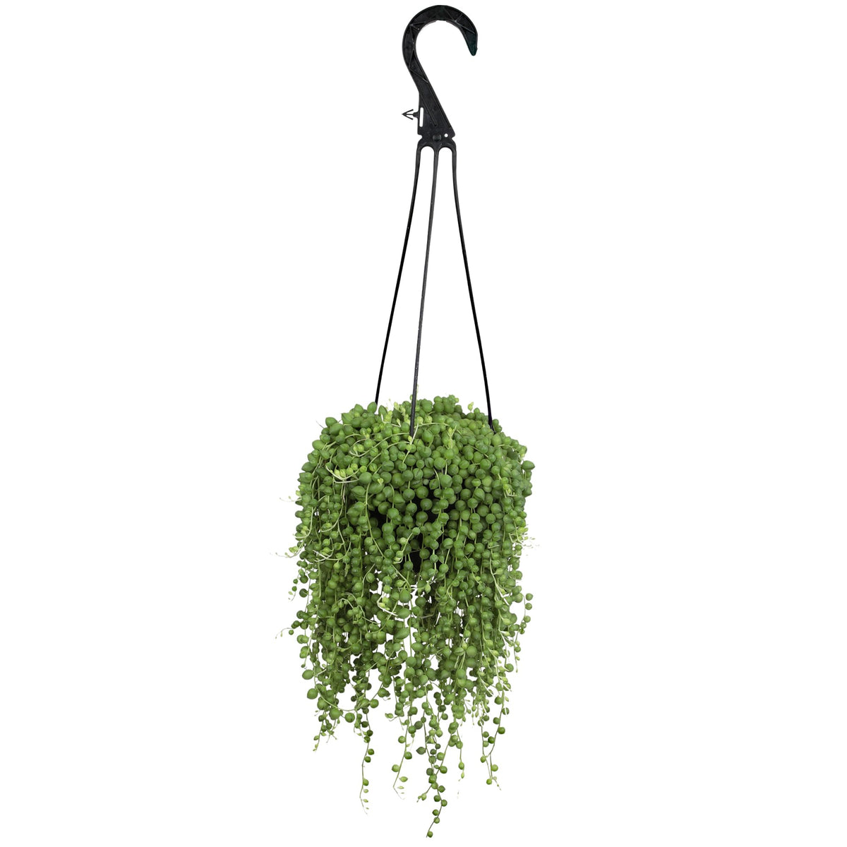 Altman Plants String of Pearls hanging basket shows bead-like foliage for bright spaces.