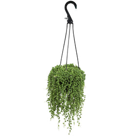 Altman Plants String of Pearls hanging basket shows bead-like foliage for bright spaces.