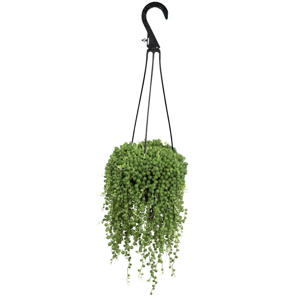 Altman Plants String of Pearls hanging basket shows bead-like foliage for bright spaces.
