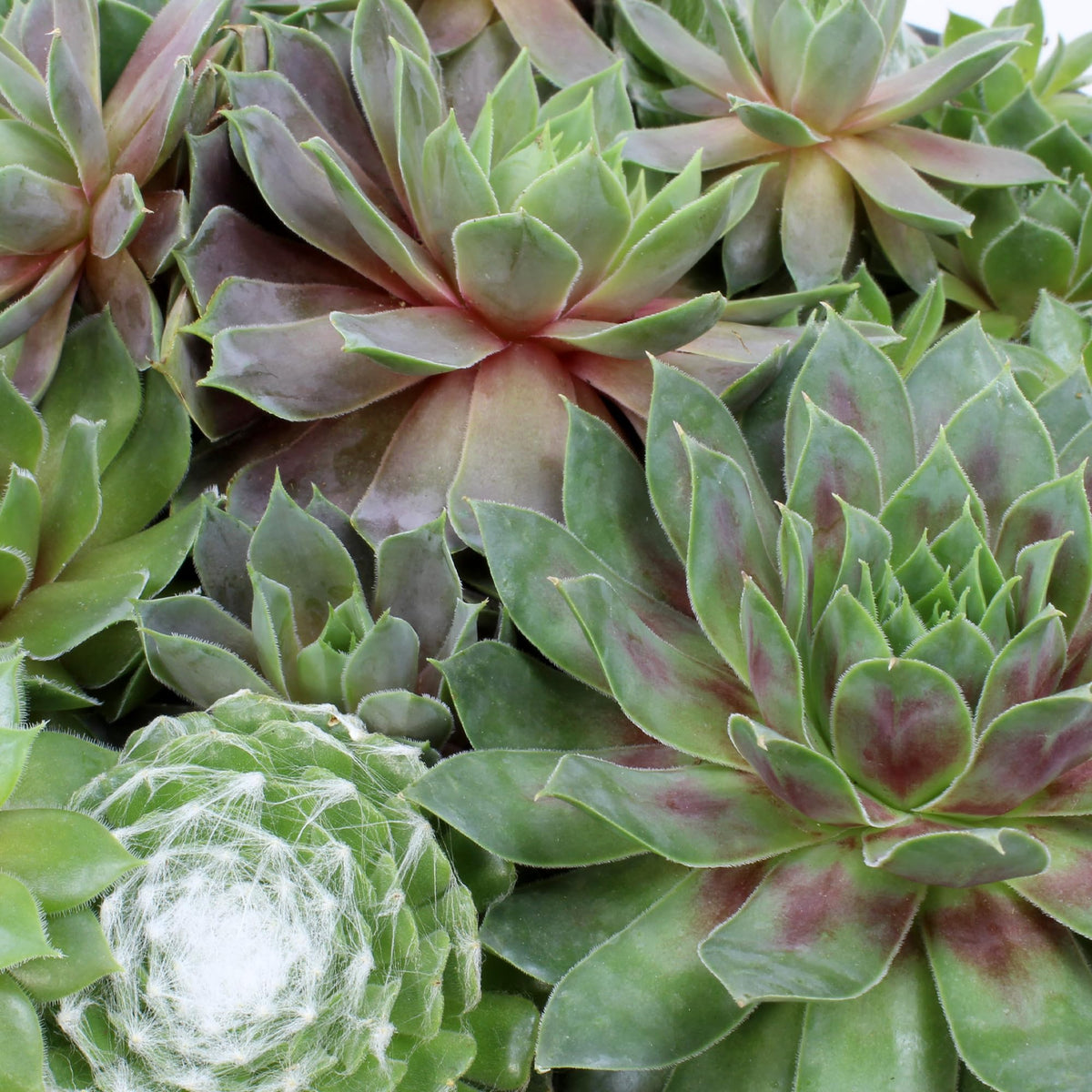 Altman Plants gift-worthy succulent bowl, thoughtful plant lover present