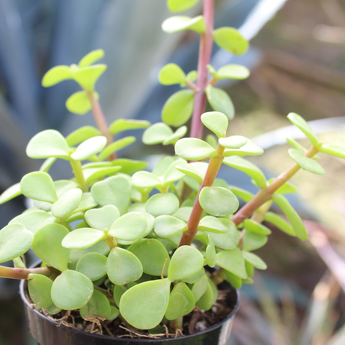 Altman Plants sunlit succulent color pop, energizing color for bright spaces