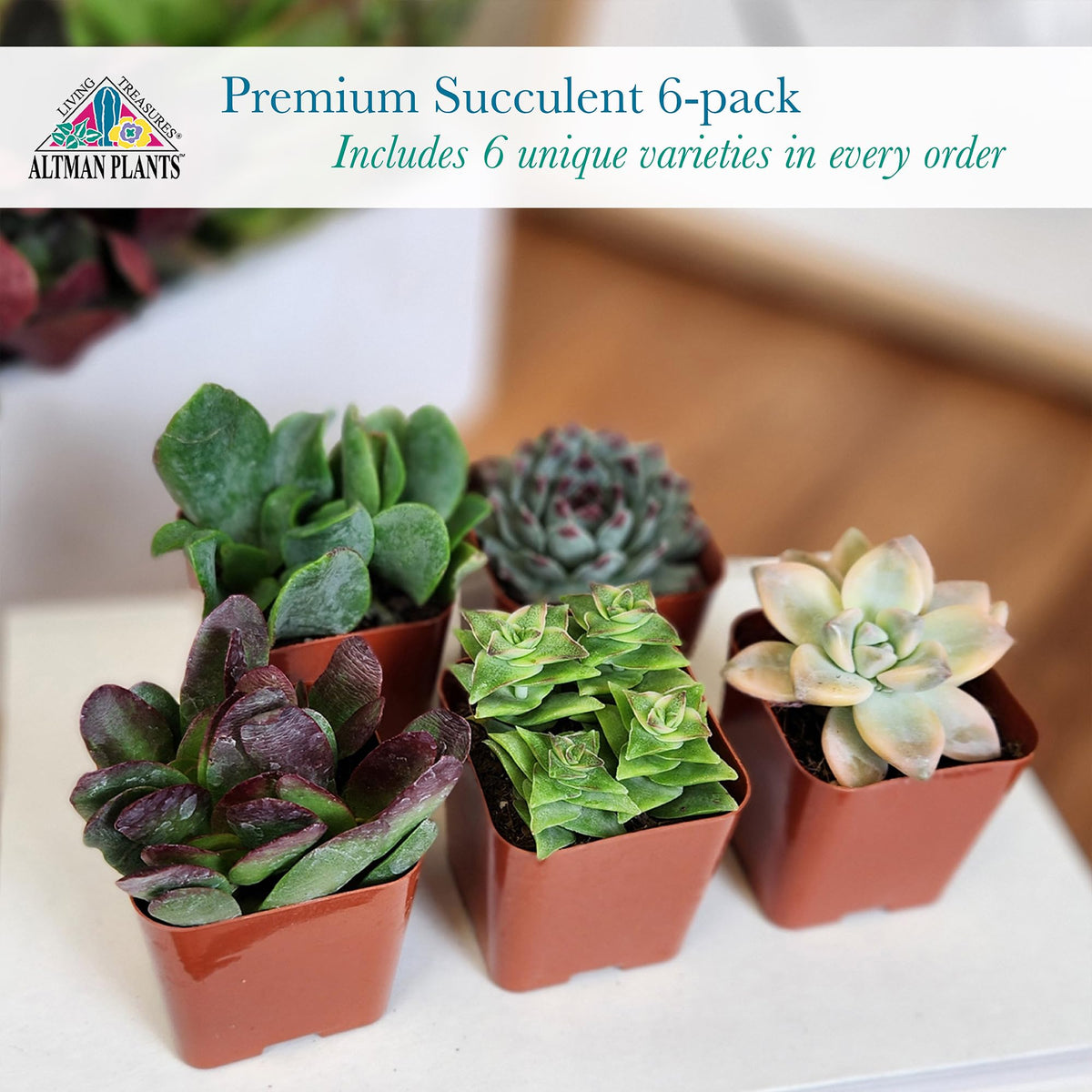 Altman Plants terrarium-friendly succulents perfect for DIY displays.
