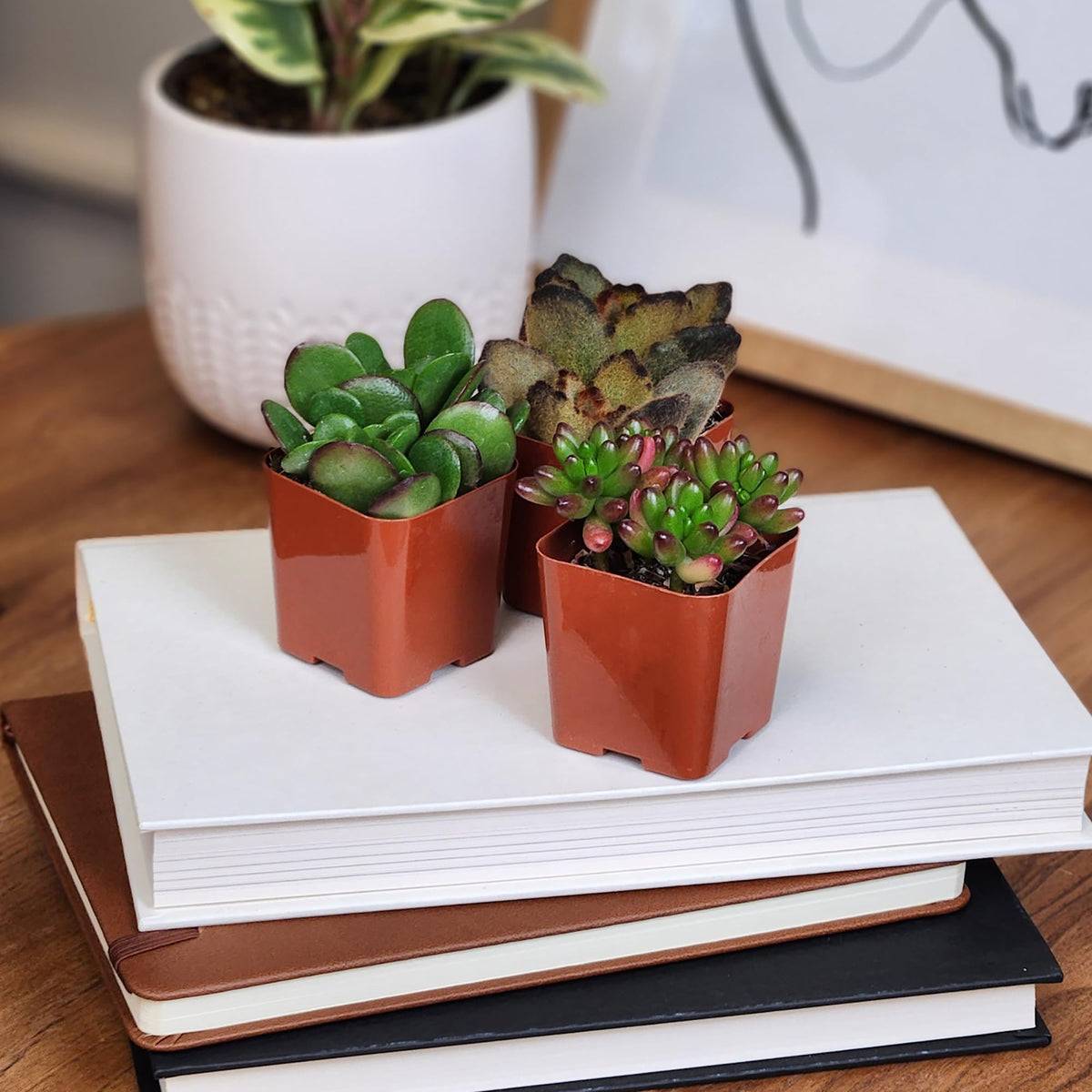 Altman Plants wedding favor succulents for stylish gifts.