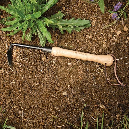 A.M. Leonard Cape Cod Weeder steel blade closeup emphasizes the 2-3/4 inch cutting edge.
