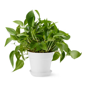 Amazon Basics plant pot with saucer 8-inch white for indoor and outdoor use