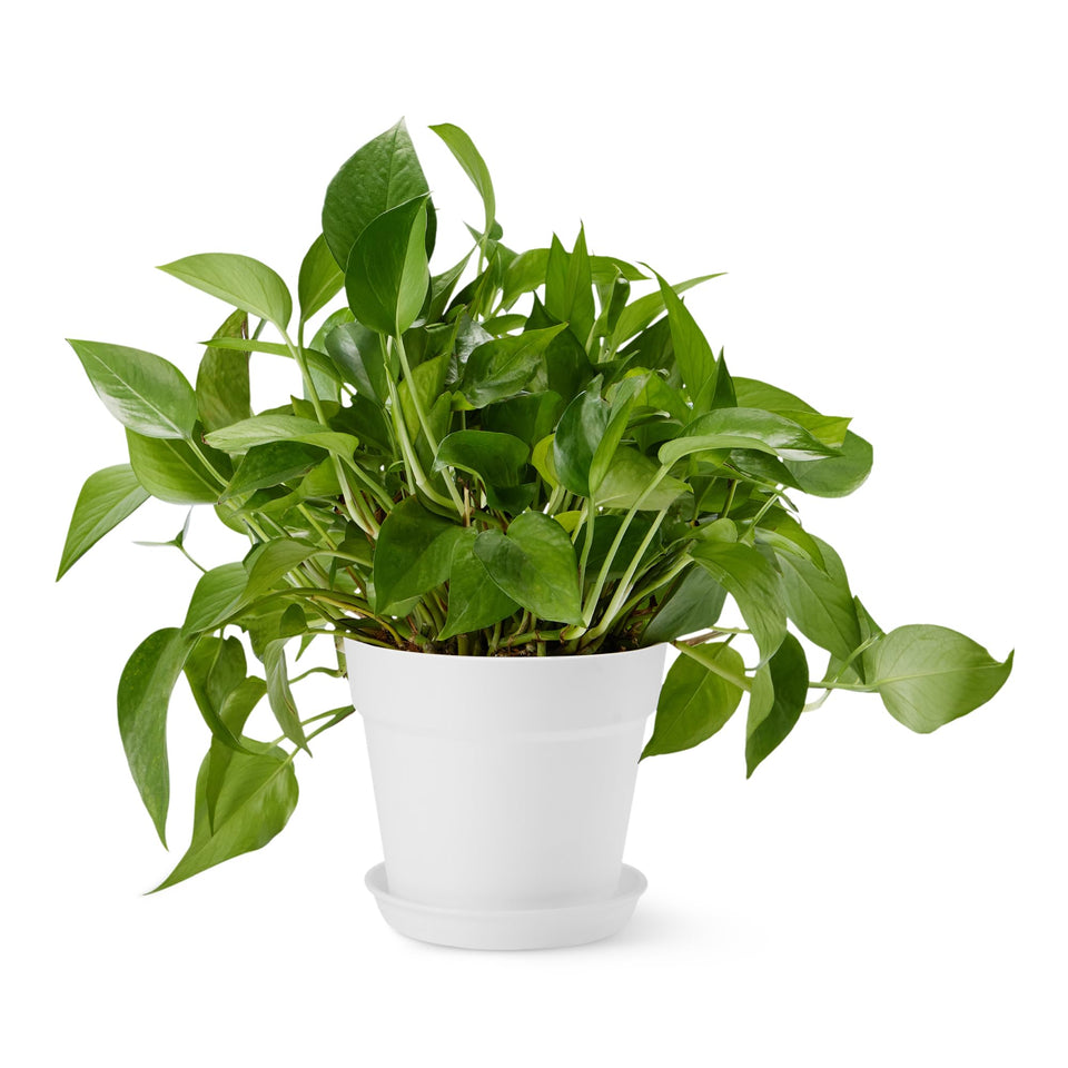 Amazon Basics plant pot with saucer 8-inch white for indoor and outdoor use