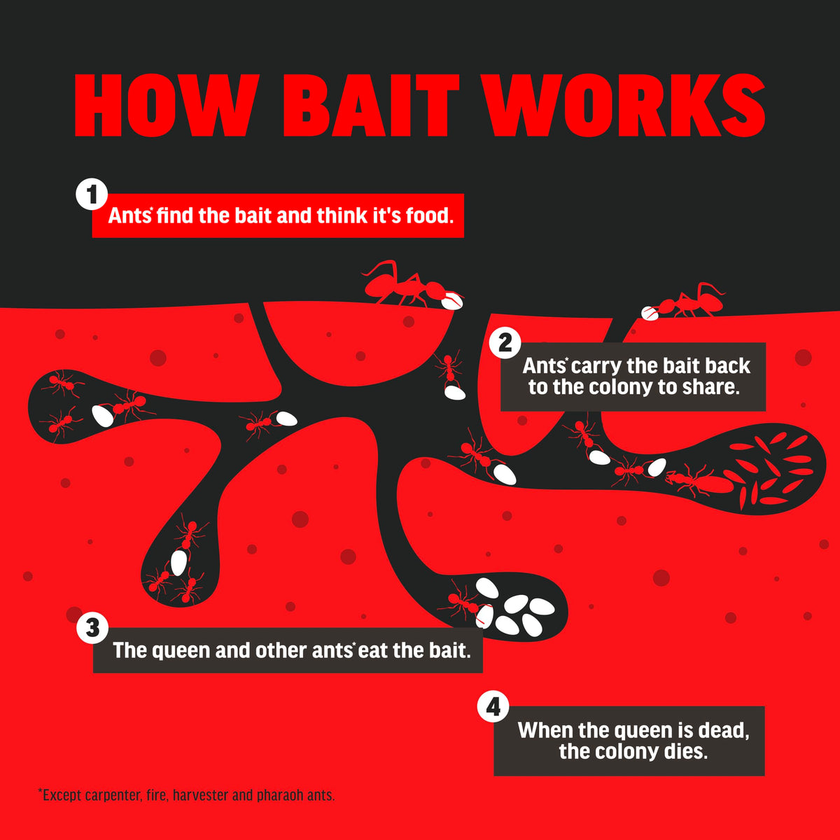 Amdro Ant Killer active ants near bait illustrate real-world use scenario.