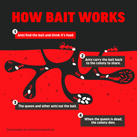 Amdro Ant Killer active ants near bait illustrate real-world use scenario.