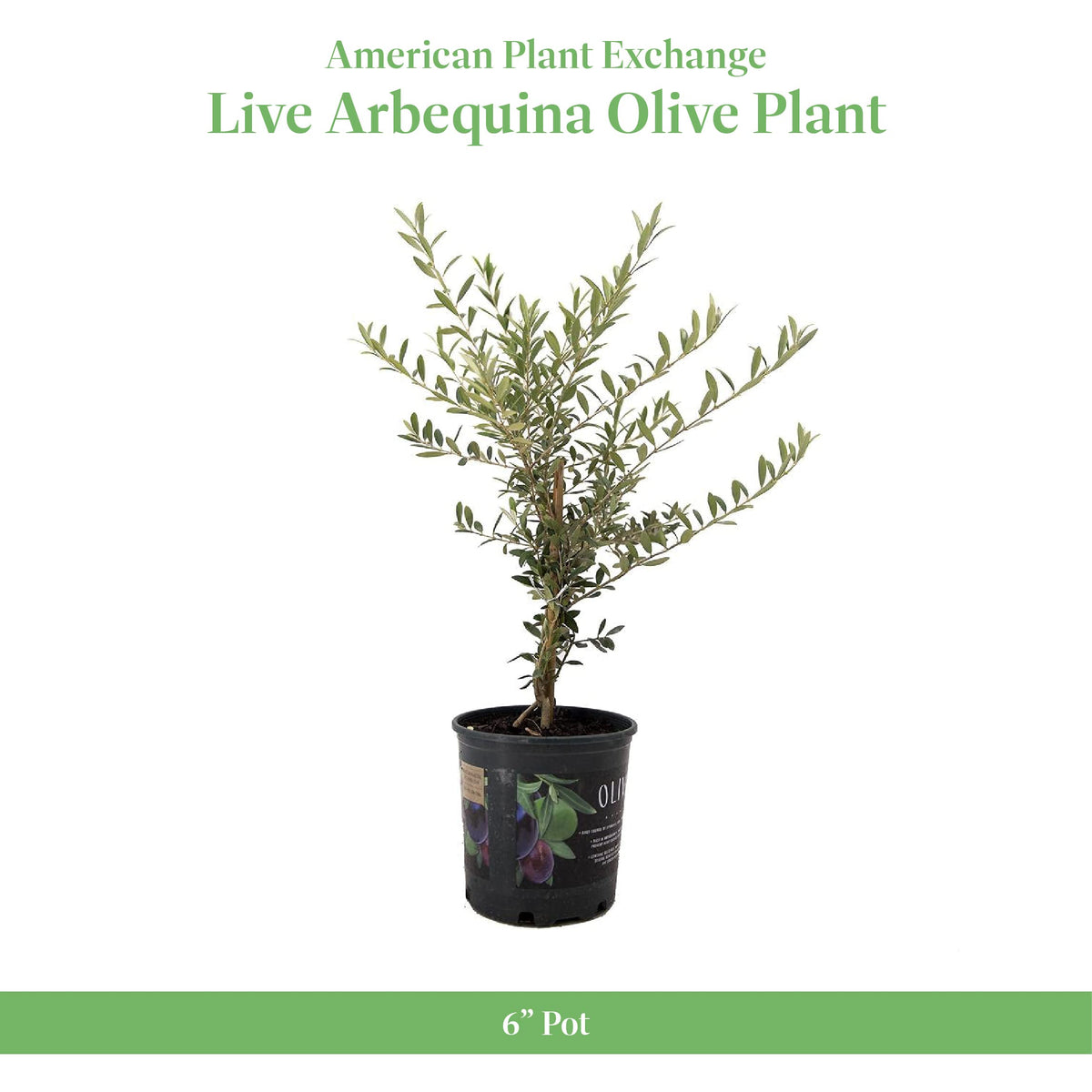 American Plant Exchange Arbequina Olive Tree fruit-bearing olives ideal for fresh cooking.