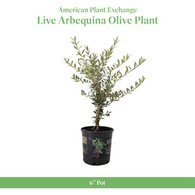 American Plant Exchange Arbequina Olive Tree fruit-bearing olives ideal for fresh cooking.