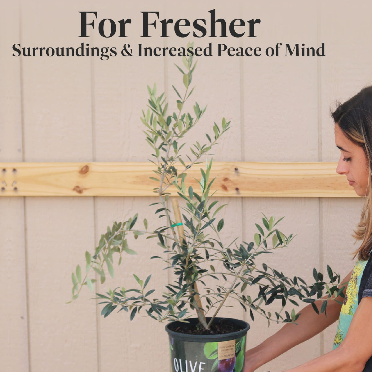 American Plant Exchange Arbequina Olive Tree container view suits compact spaces.