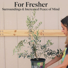 American Plant Exchange Arbequina Olive Tree container view suits compact spaces.