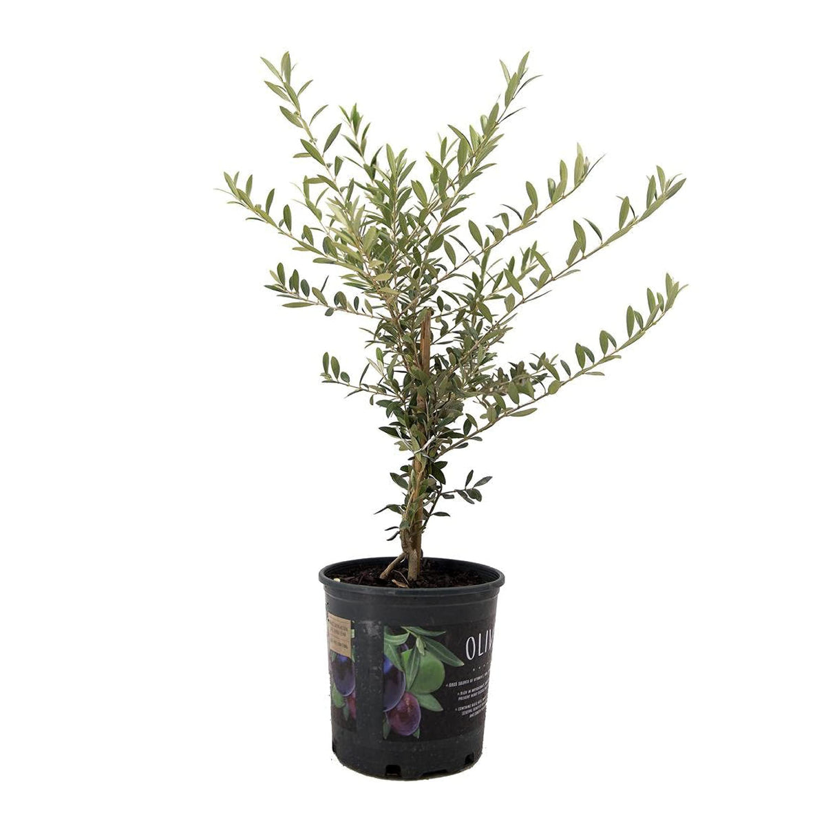 American Plant Exchange Arbequina Olive Tree leaf closeup highlighting silvery foliage for Mediterranean ambiance.
