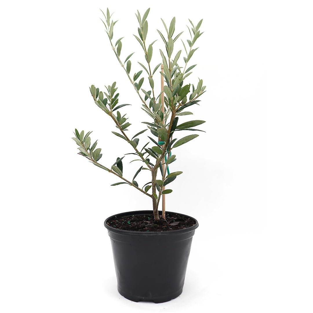 American Plant Exchange Arbequina olive tree in a live pot with silvery leaves