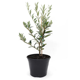American Plant Exchange Arbequina olive tree in a live pot with silvery leaves