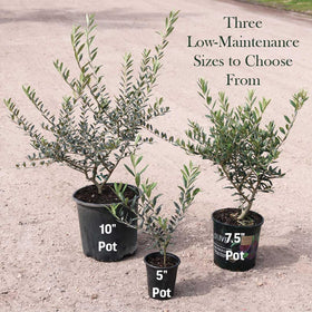 American Plant Exchange Arbequina Olive Tree creates Mediterranean ambience in home gardens.