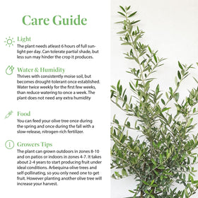 American Plant Exchange Arbequina Olive Tree patio display adds Mediterranean charm.