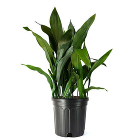 American Plant Exchange Cast Iron Plant in a 10-inch pot, ideal for low-light spaces and easy care.