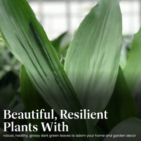Cast Iron Plant thriving in low-light conditions, showing resilience and indirect sun tolerance.