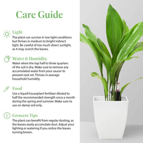 Cast Iron Plant displayed on a shaded patio, adding lush greenery with drought tolerance.
