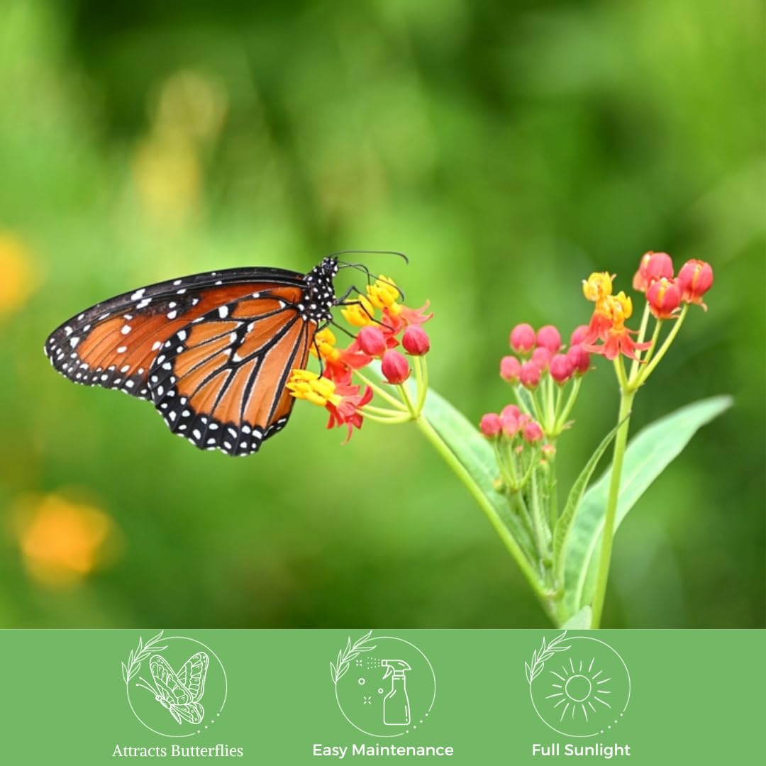 American Plant Exchange tropical milkweed in pot, lush foliage for pollinators.