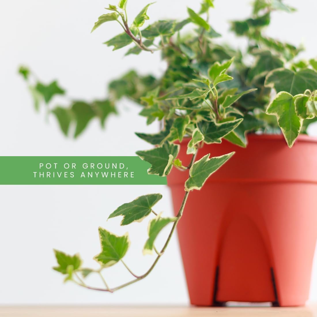 American Plant Exchange English Ivy 2-pack enhances flexible décor across shelves and desks.