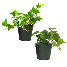 American Plant Exchange English Ivy green 4-inch pot with lush trailing foliage for indoor display.