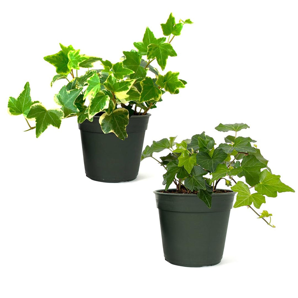 American Plant Exchange English Ivy green 4-inch pot with lush trailing foliage for indoor display.