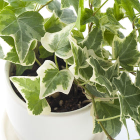 American Plant Exchange English Ivy trailing in a hanging basket for vertical interest.