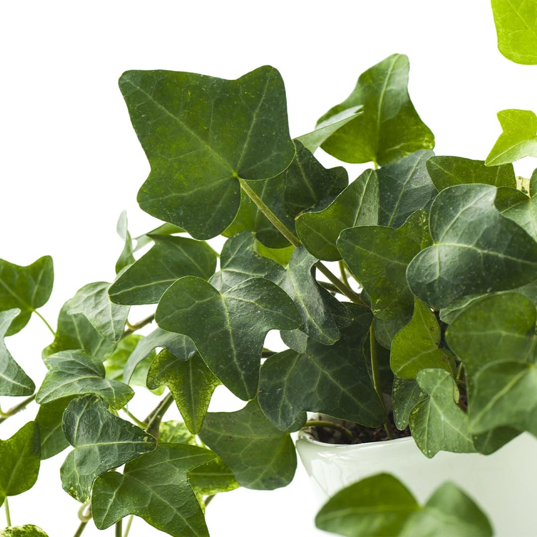 American Plant Exchange English Ivy trained on a trellis adds green texture.
