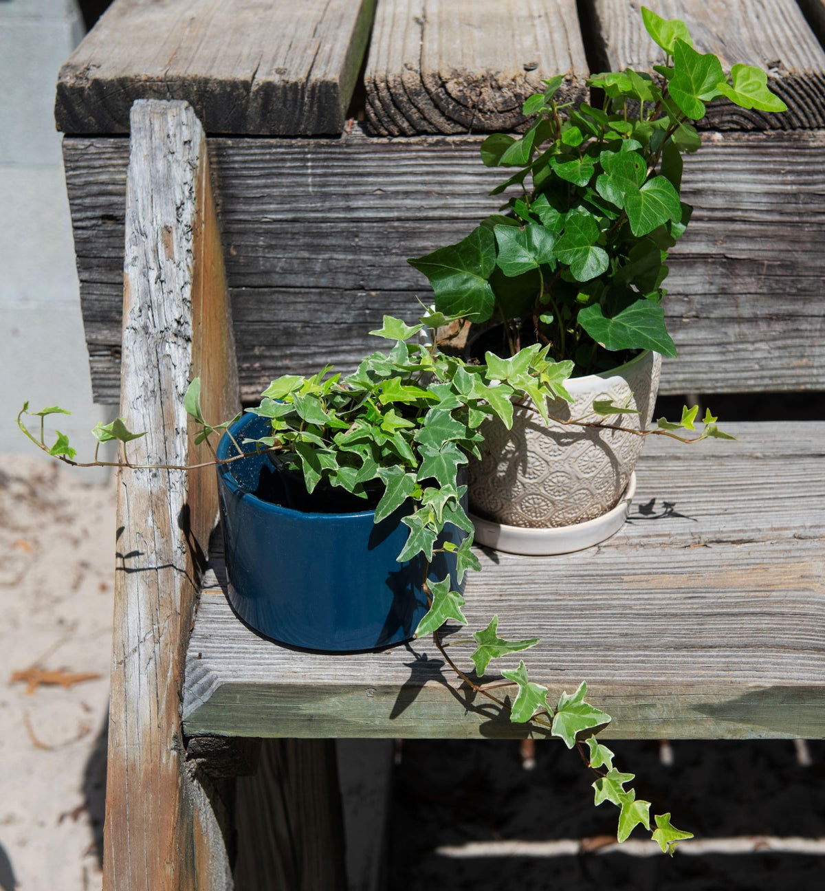American Plant Exchange English Ivy variegated 4-inch pot for bright, decorative contrast.