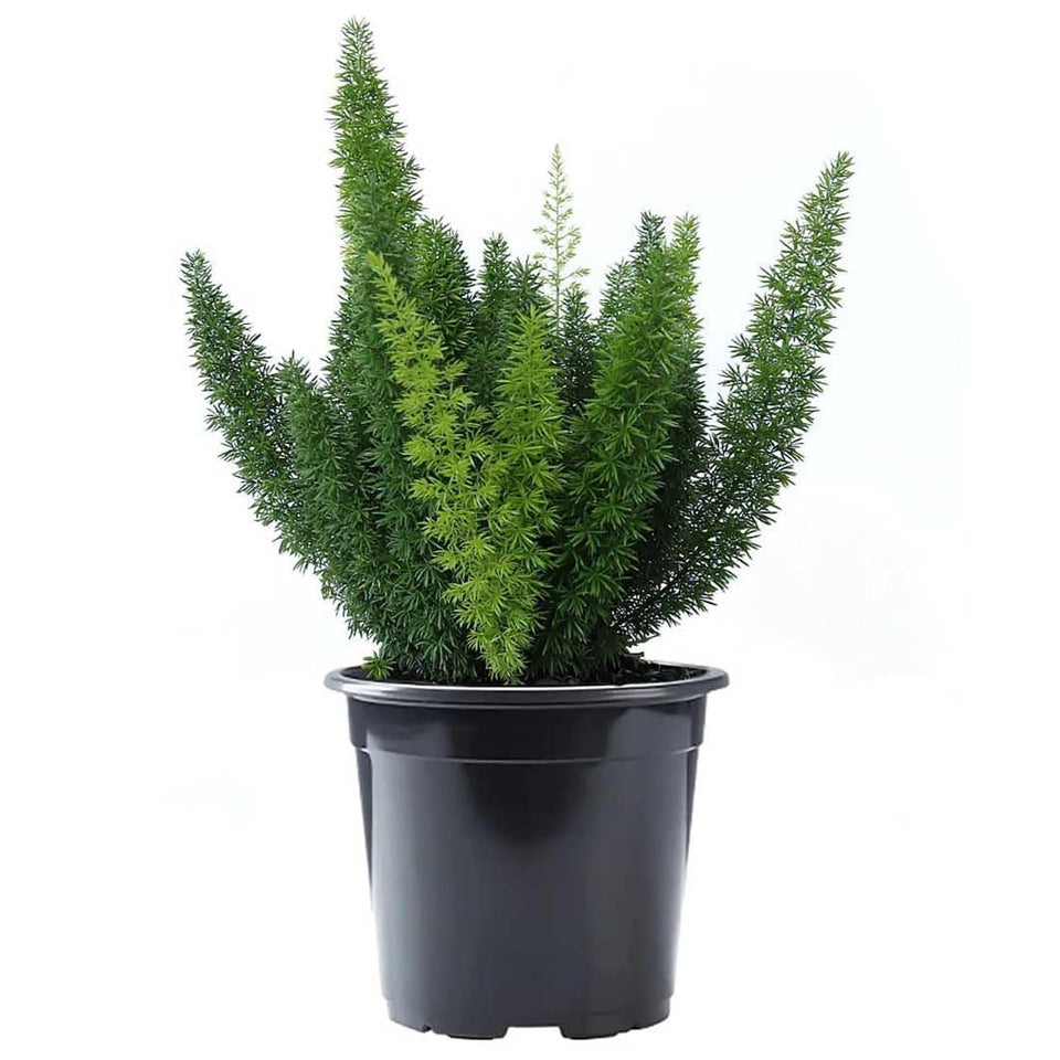 American Plant Exchange Foxtail Fern in a 6-inch pot adds texture to shelves.